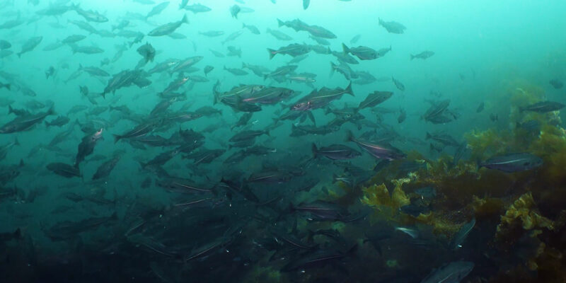 Fiskeliv i tareskogen